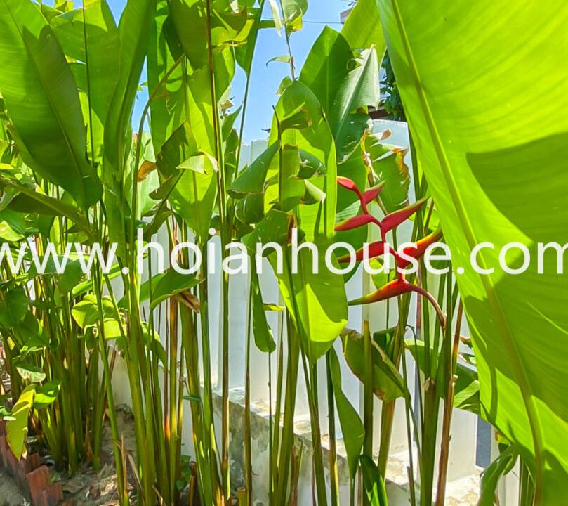 2 Beds, 2 Baths House With Swimming Pool For Rent In Cam Chau, Hoi An (14 Million Vnd/month – 560 Usd)(hah559)