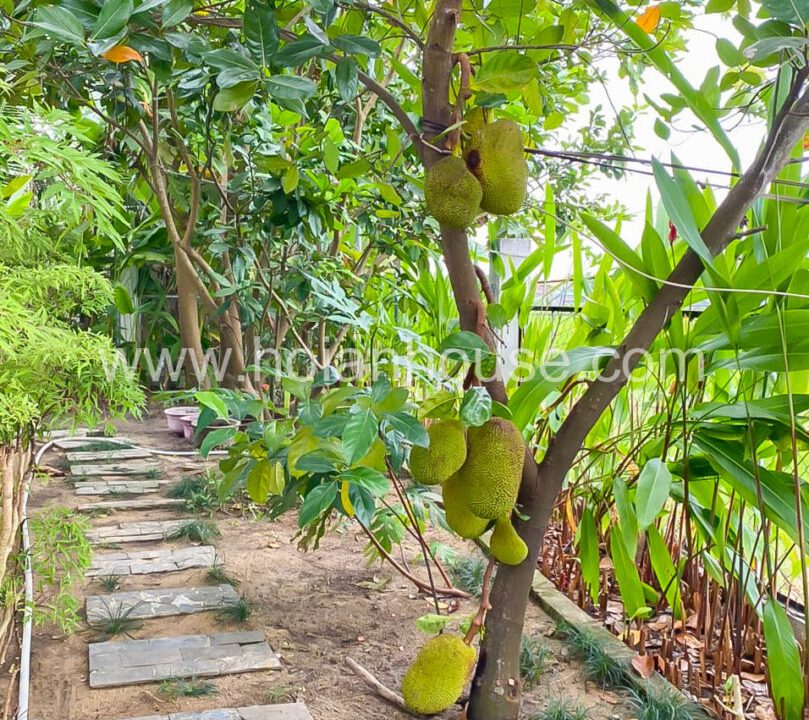 2 Bedroom House With Nice View To The Rice Paddy For Rent In Cam Thanh, Hoi An ( 10 Million Vnd/month – Approximately – $430)(hah623)