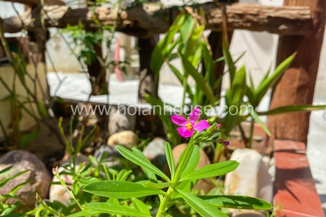 Come Out To See This Charming Wooden Premise For Rent In An Hoi, Old Town, Hoi An! ( 8 Million Vnd/month – Approximately $340)(hah621)