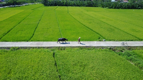 1 Bedroom Apartment For Rent In Cam Thanh, Hoi An ( Hah647)