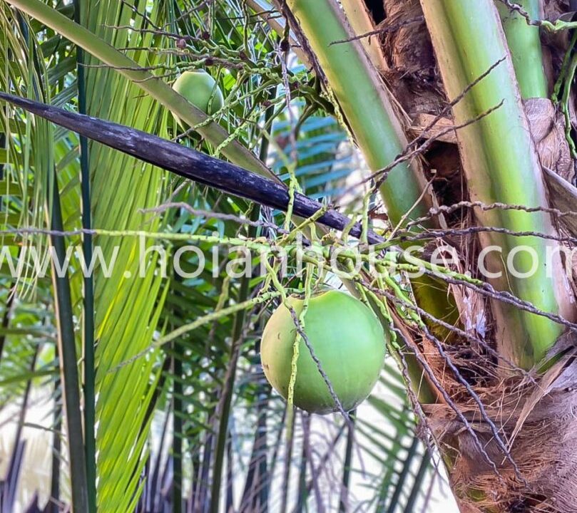 Classic 3 Beds, 3 Baths House With Swimming Pool For Rent On One Of The Best Areas In Cam Thanh, Hoi An. (14 Million Vnd/month Approximately $580)(hah565)