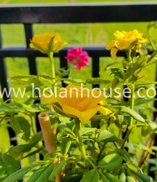2 Bedroom Apartment With Great View To The Paddy Field For Rent In Center Hoi An ( 7,5 Million Vnd – Approximately $320)(hah636)