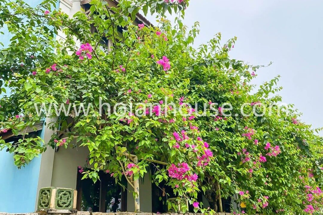 Beautiful 3 Beds 3 Baths Totally Renovated House For Rent In Cam Ha, Hoi An. (15 Million Vnd/month – Approximately $635) (hah601)