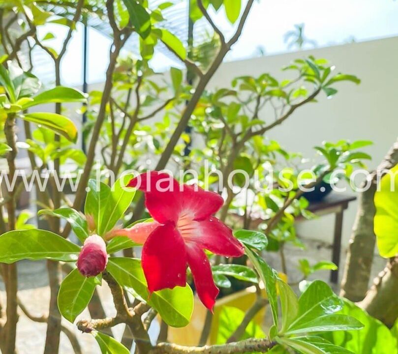 A Brand New, Single Story House Featuring 2 Bedrooms, 2 Bathrooms, And A Lovely Yard, Situated In The Nice Neighborhood Of Cam Thanh In Hoi An.(14 Million Vnd/month – Approximately $590)(hah608)