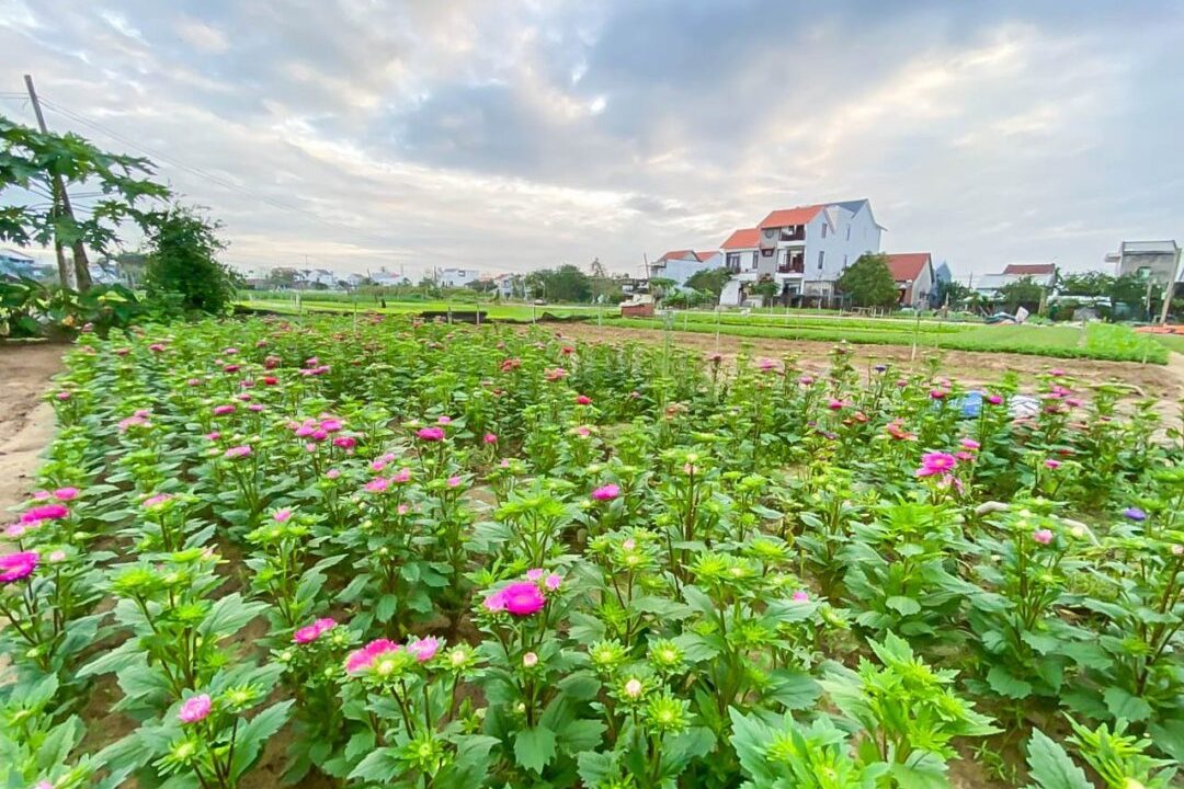 Awesome 2 Bedroom House For Rent In Tra Que Herb Village, Hoi An (10 Million Vnd/month Approximately $438 Usd)(hah640)