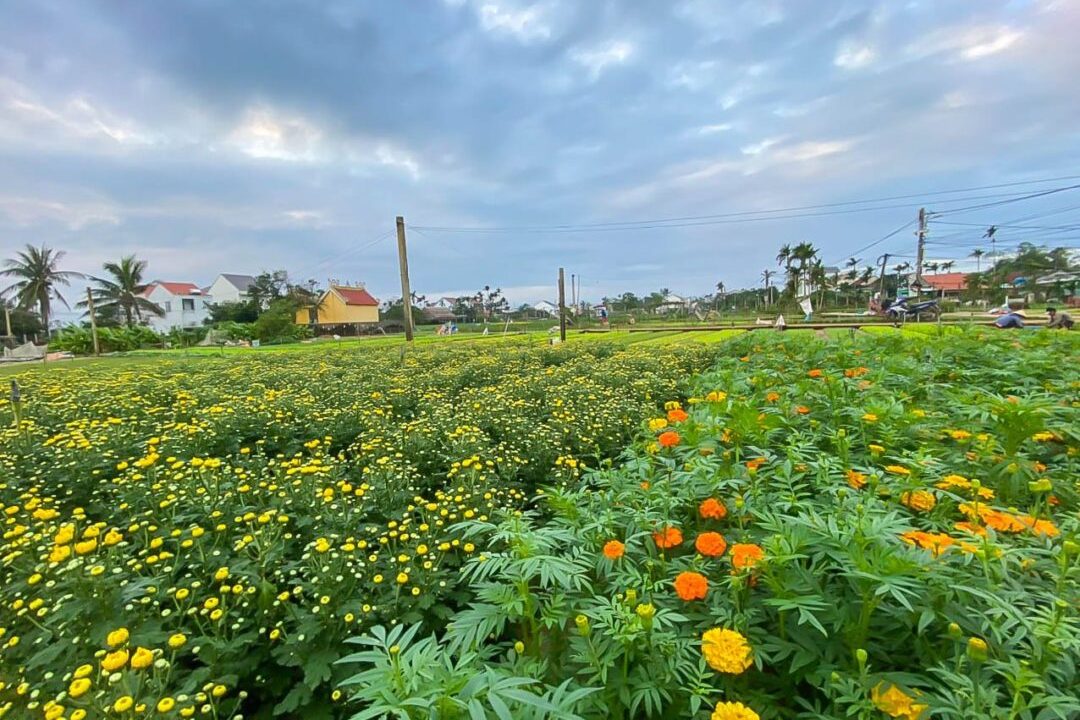 Awesome 2 Bedroom House For Rent In Tra Que Herb Village, Hoi An (10 Million Vnd/month Approximately $438 Usd)(hah640)