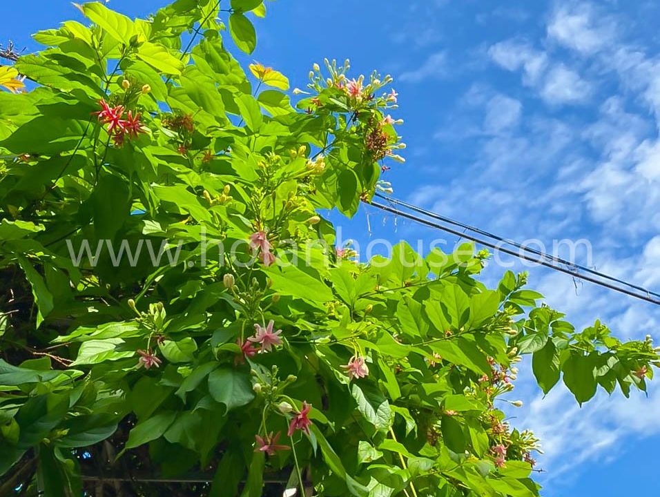 3 Bedroom House With Garden For Rent In Cam Chau, Hoi An ( Hah649)