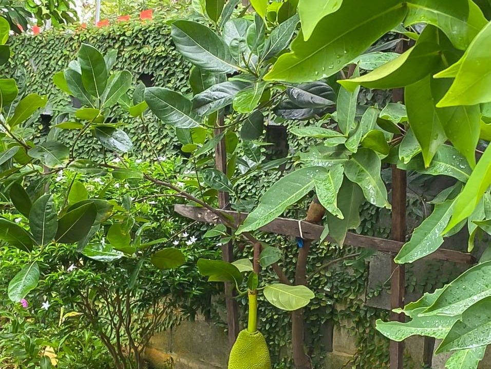(hah685)beautiful 1 Bedroom House With Garden For Rent In Hoi An